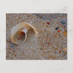 Beach Shell Postcard