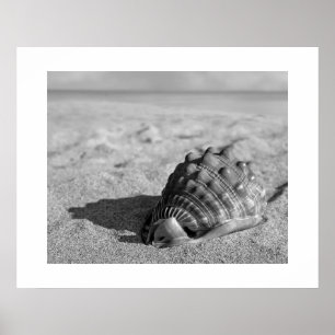Beach Shell Poster