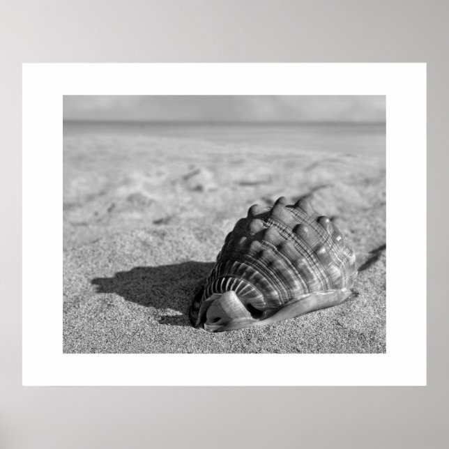 Beach Shell Poster (Front)