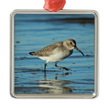 Beach Shorebirds Scene - Dunlin