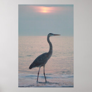 Beachcombing Heron Poster