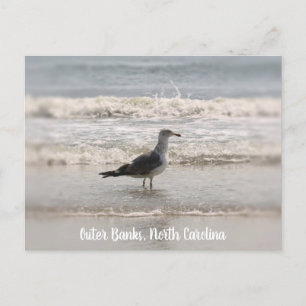 Beachcombing Sea Gull OBX Postcard