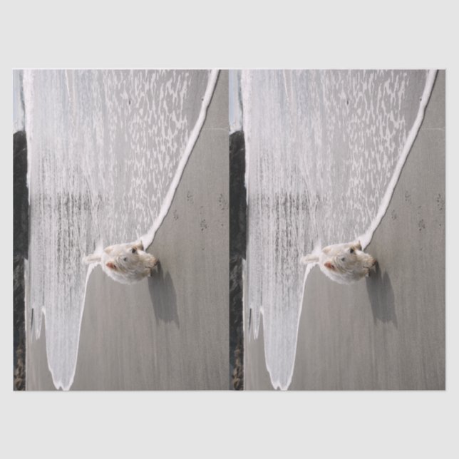 Beachcombing Westie Photo Tissue Paper (Front)