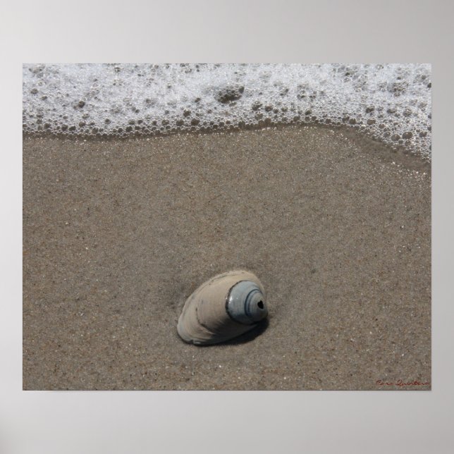 Beachy Clamshell Poster (Front)