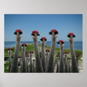 Beachy Cranes Poster