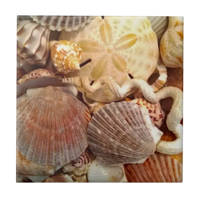 Beachy Seashells Sand Dollar Tile (Front)