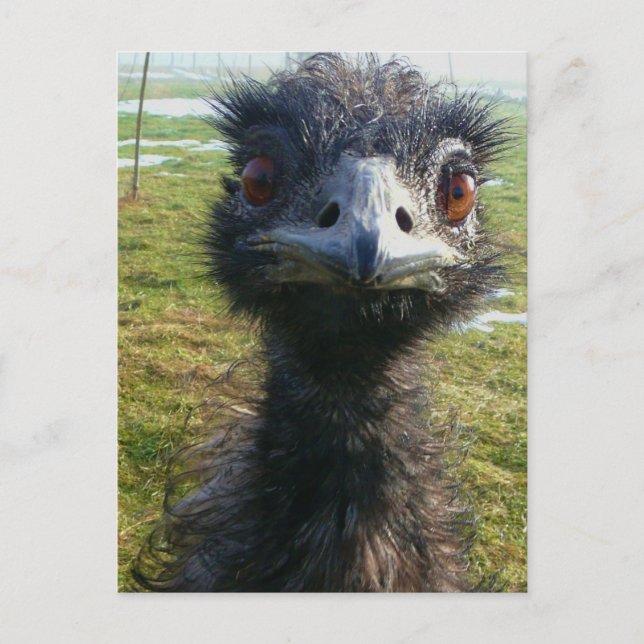 Beady Eyes EMU Postcard (Front)