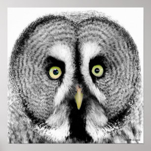 'Beady Eyes' Owl Poster