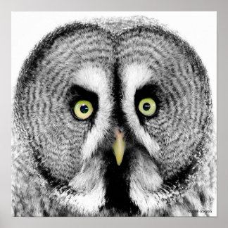 'Beady Eyes' Owl Poster