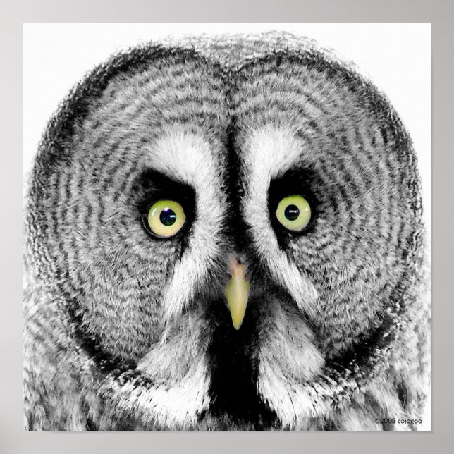 'Beady Eyes' Owl Poster (Front)