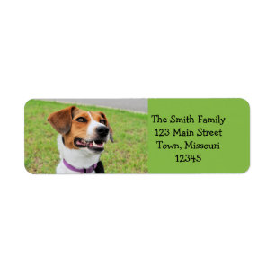 Beagle