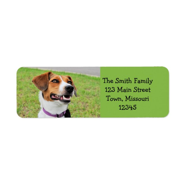 Beagle (Devant)