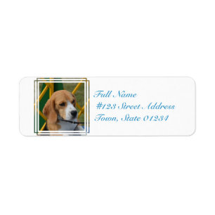 Beagle aimable