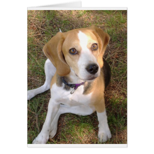 Beagle assis 2.png (Devant)