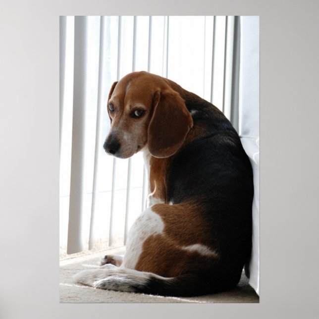 beagle attitude poster (Front)