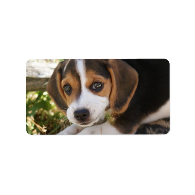 Beagle Baby Dog Label (Front)