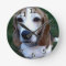 Beagle Basset Dog