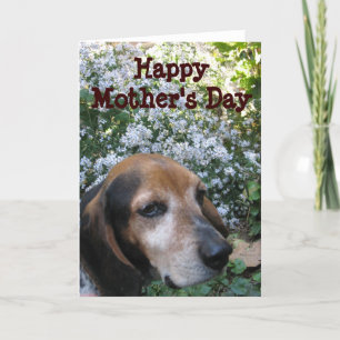 Beagle Card