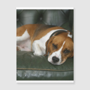 beagle chilling.png