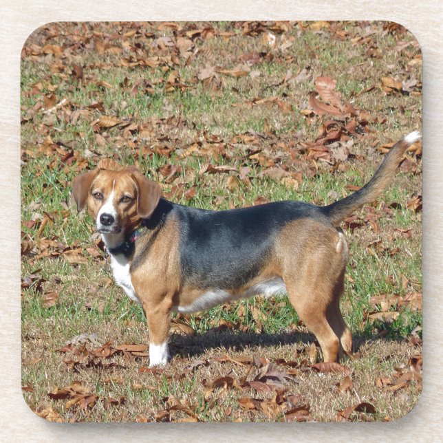 Beagle Coaster (Front)