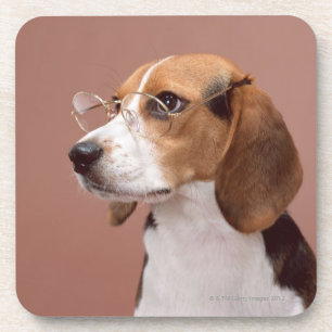 Beagle Coaster