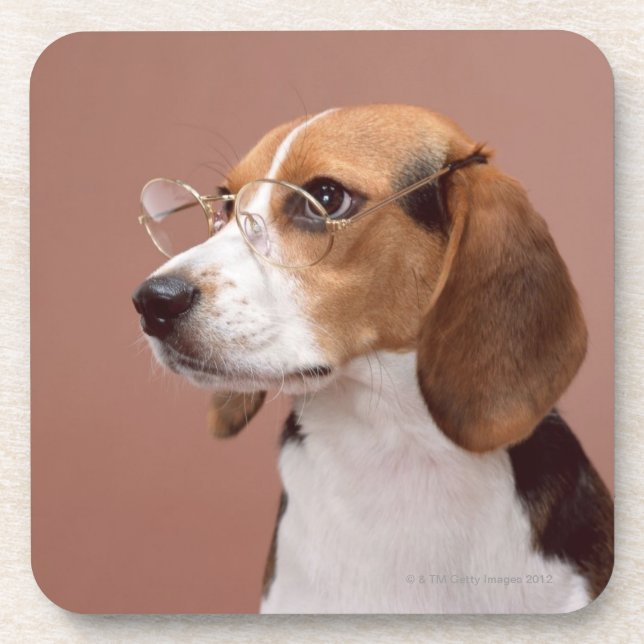 Beagle Coaster (Front)