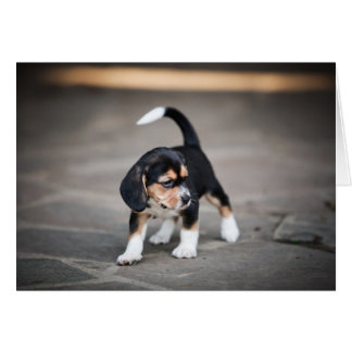 Beagle de bébé marche