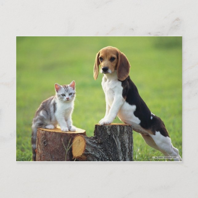 Beagle Dog And Grey Tabby Kitten Postcard (Front)