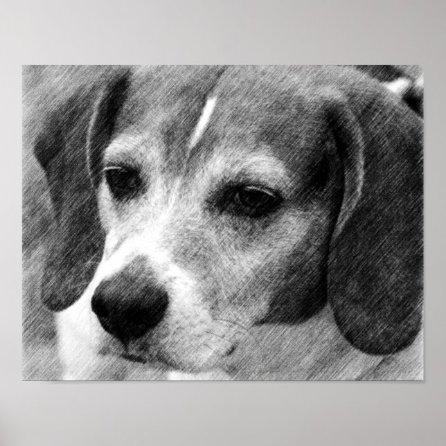 Beagle Dog Face Pencil Art Poster (Front)