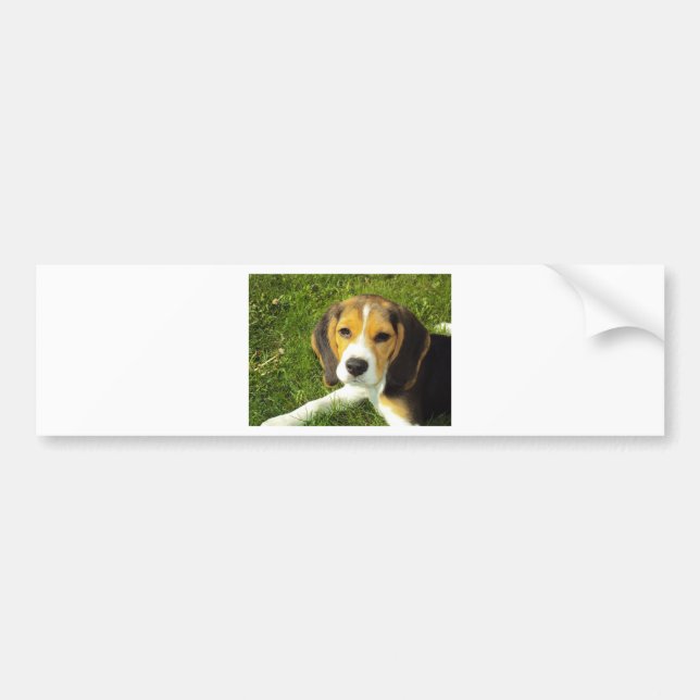 Beagle Dog Pet Animals Peace Love Bumper Sticker (Front)