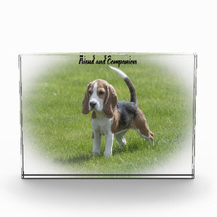 Beagle Dog Photo Block