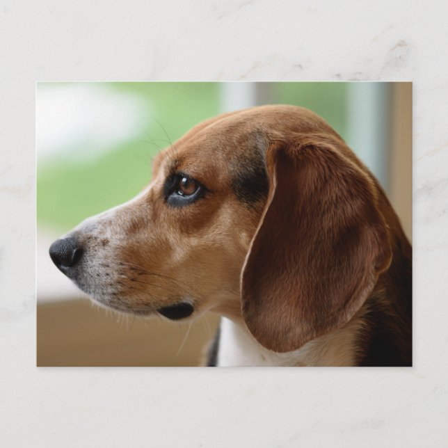 Beagle Dog Portrait Postcard (Front)