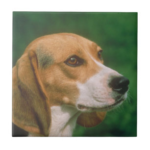 Beagle Dog Tile
