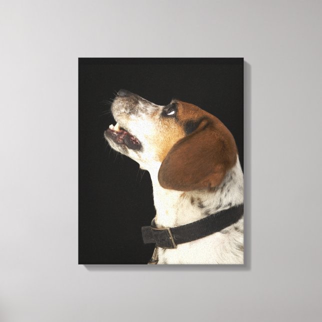 Beagle dog with black collar profile canvas print (Front)