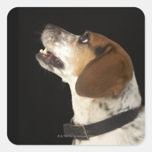 Beagle dog with black collar profile square sticker