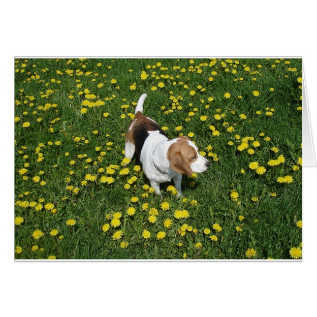 beagle en dandilions.png (Devant horizontal)