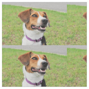 Beagle Fabric