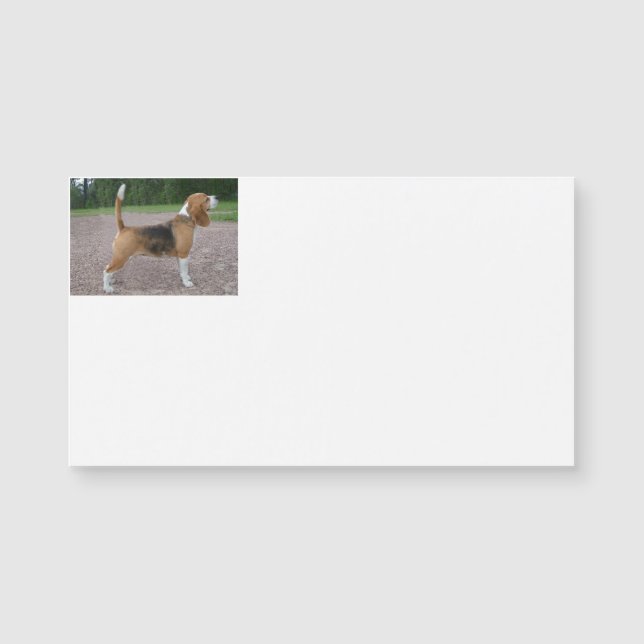 beagle full 2.png (Front)