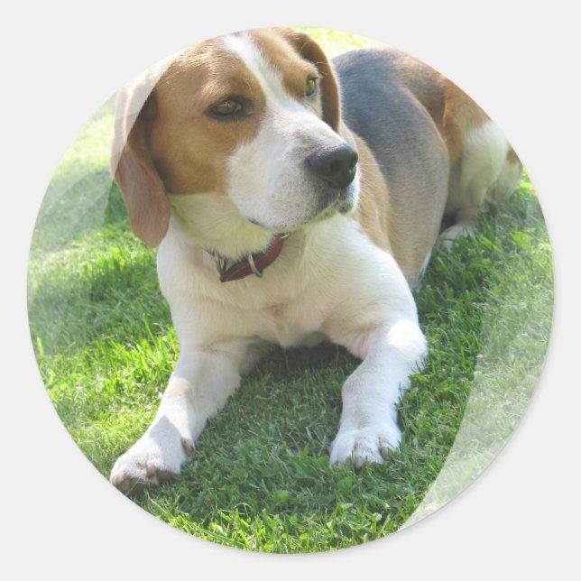 Beagle Hound Dog Sticker (Front)