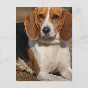 Beagle Hound Postcard