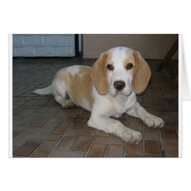 Beagle laying 2.png (Front Horizontal)