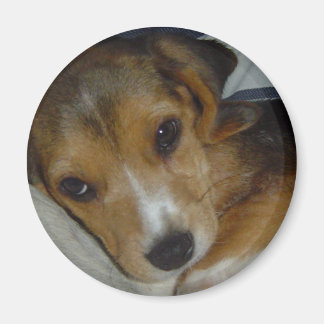 Beagle Magnet