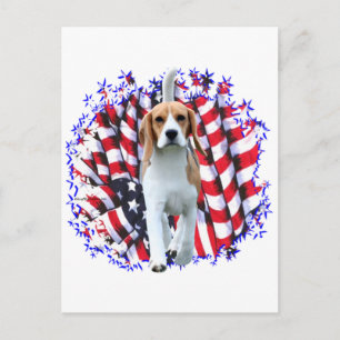 Beagle Patriot Postcard