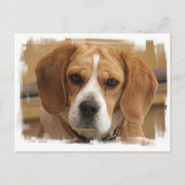 Beagle Pictures Postcard (Front)