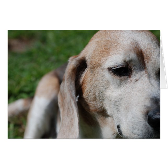 beagle portrait (Front Horizontal)