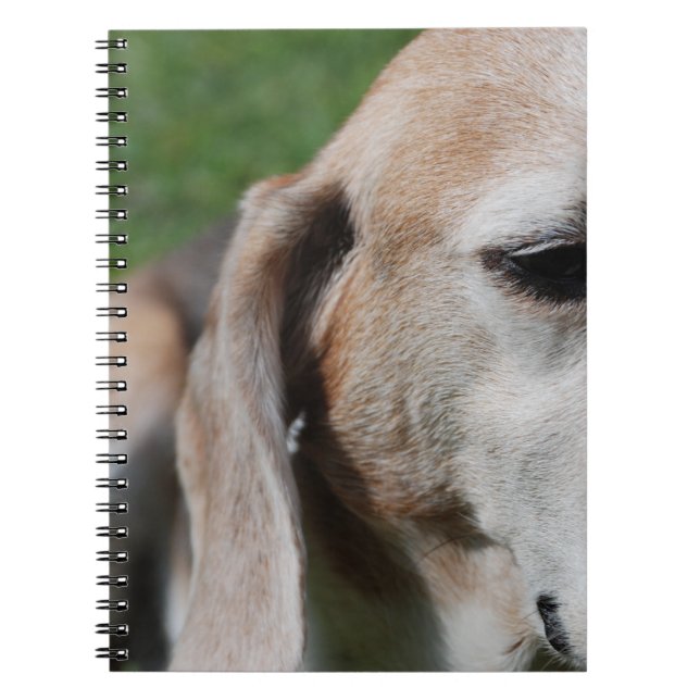 beagle portrait notebook (Front)