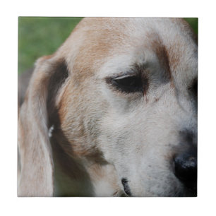 beagle portrait tile