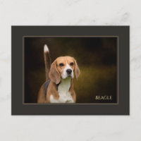 Beagle Postcard