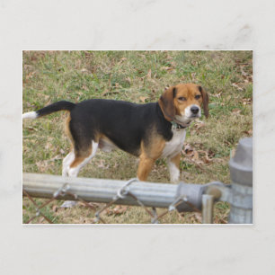 Beagle Postcard