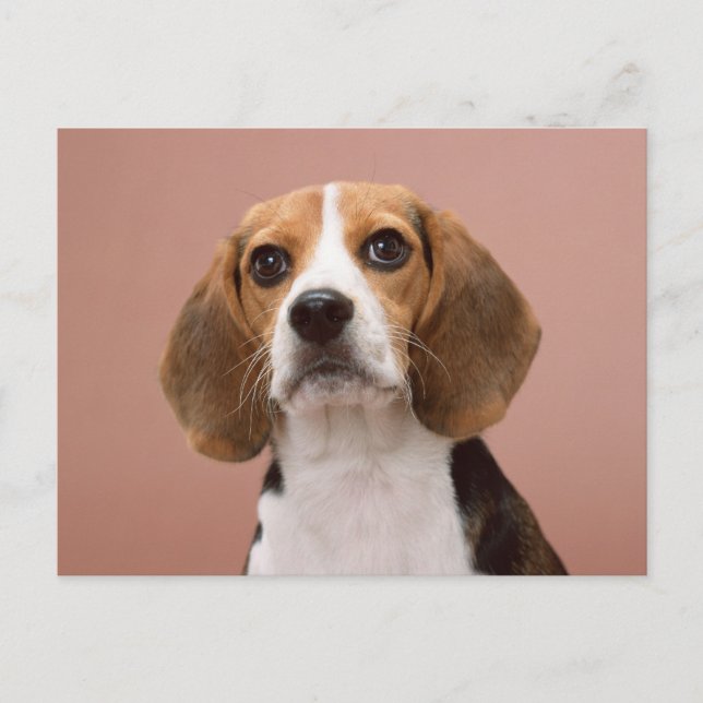 Beagle Postcard (Front)